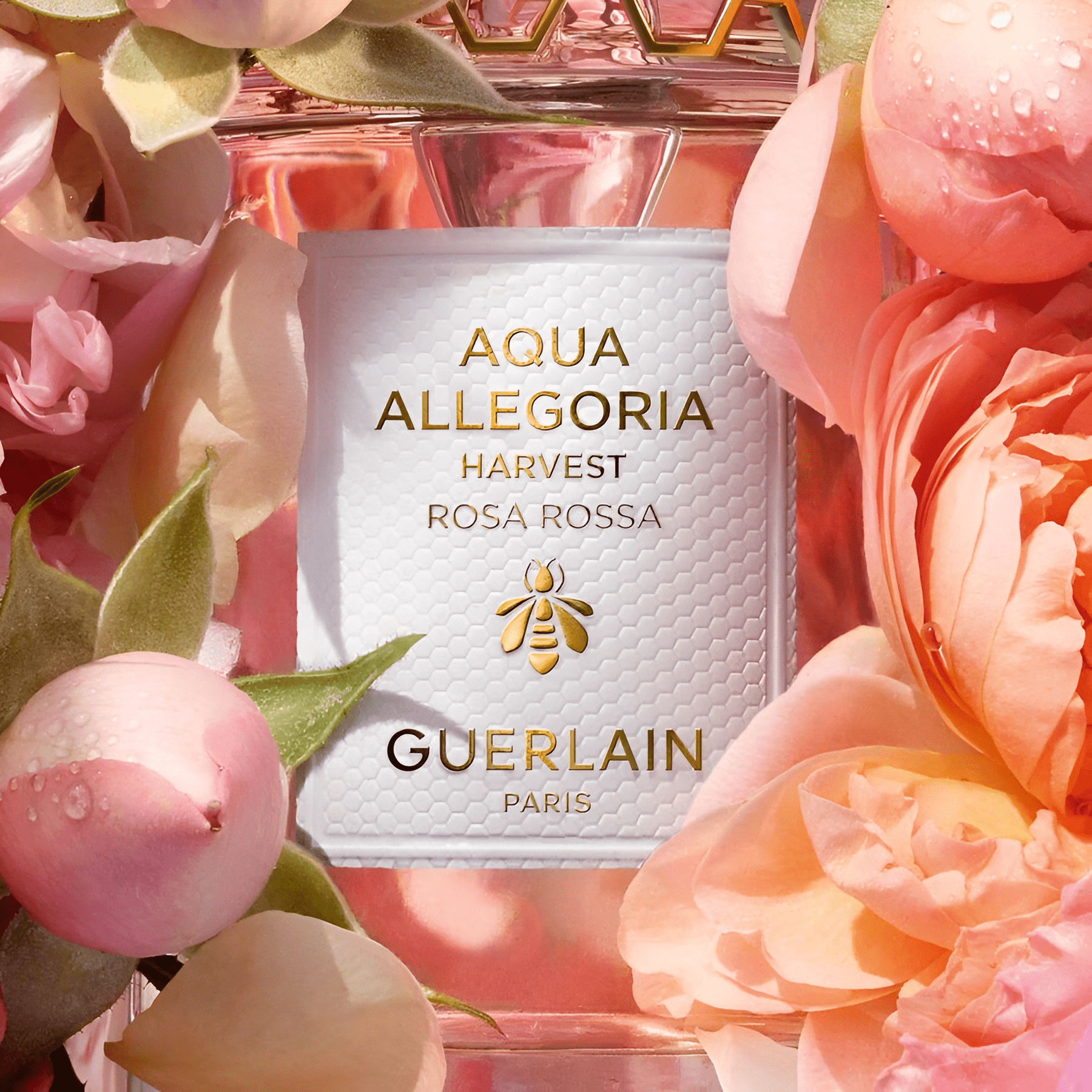 Guerlain Aqua Allegoria Rosa Rossa EDT | My Perfume Shop Australia