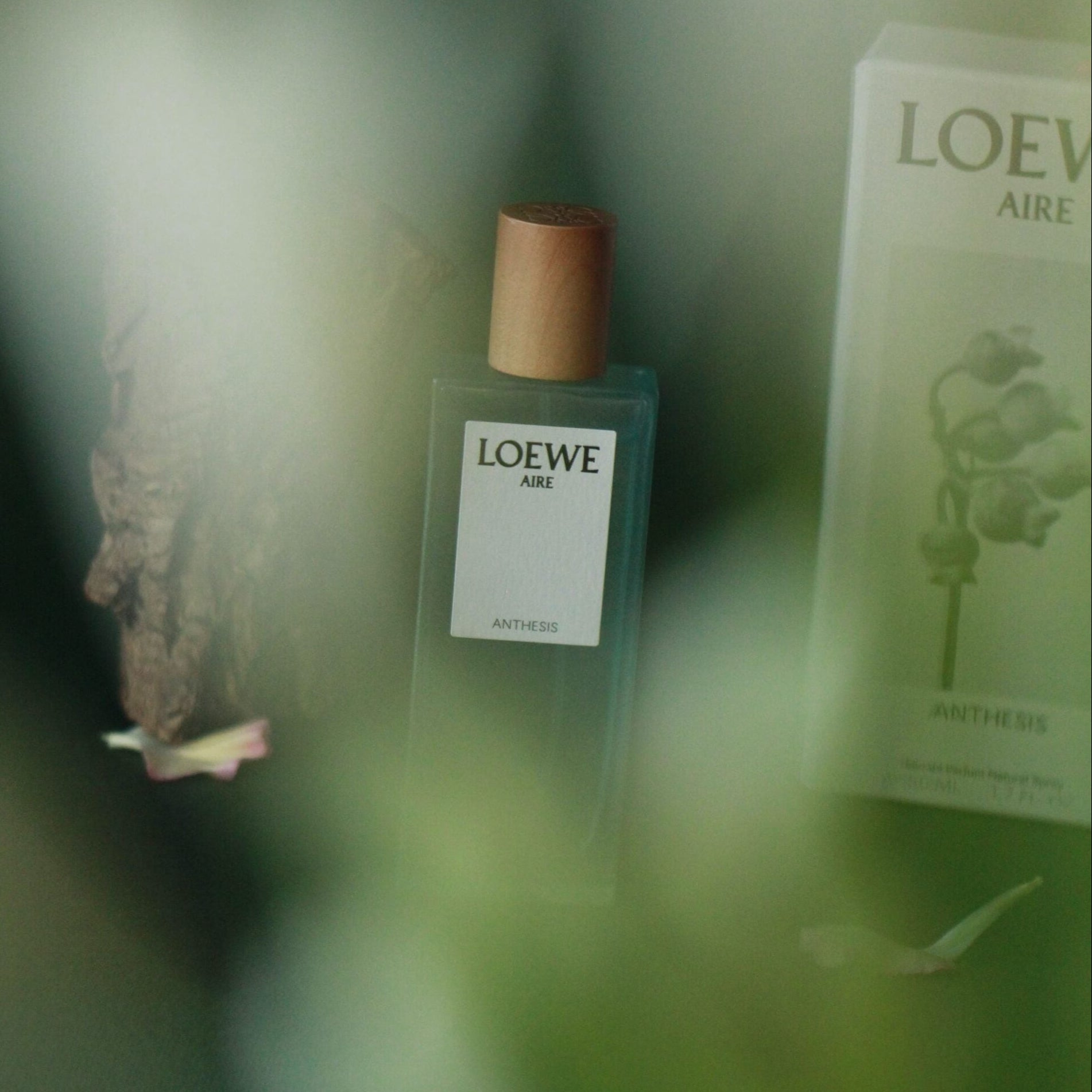 Shop Loewe Aire Anthesis EDP | My Perfume Shop New Zealand